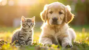 Hundewelpe und Katzenbaby